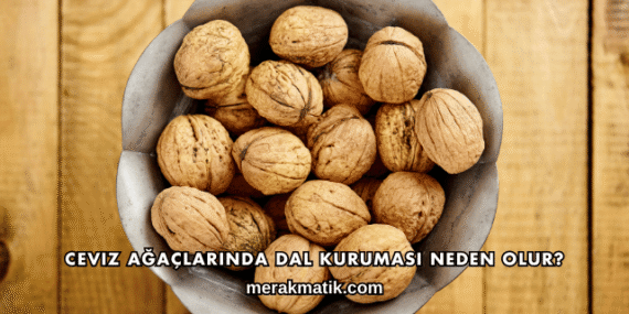 Ceviz Ağaçlarında Dal Kuruması Neden Olur?