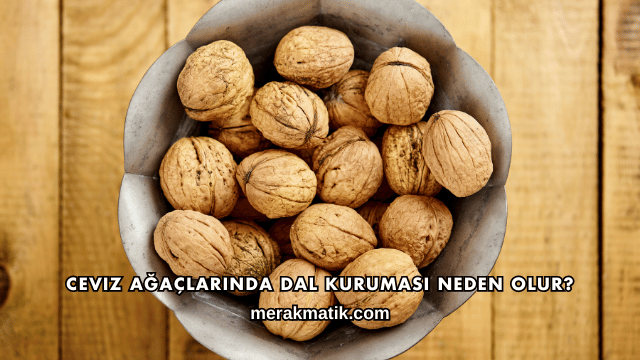 Ceviz Ağaçlarında Dal Kuruması Neden Olur?