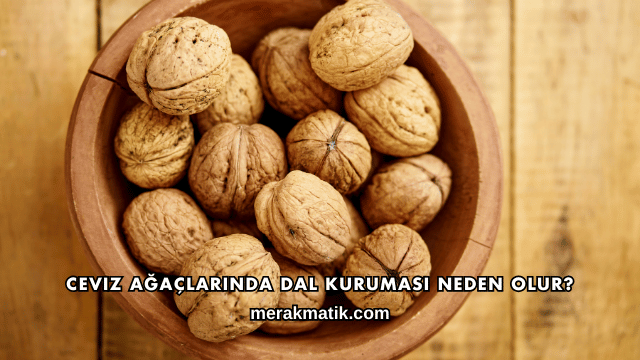 Ceviz Ağaçlarında Dal Kuruması Neden Olur?