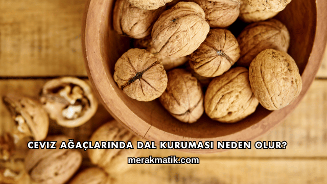 Ceviz Ağaçlarında Dal Kuruması Neden Olur?