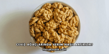 Ceviz Ağaçlarında Verim Nasıl Artırılır?