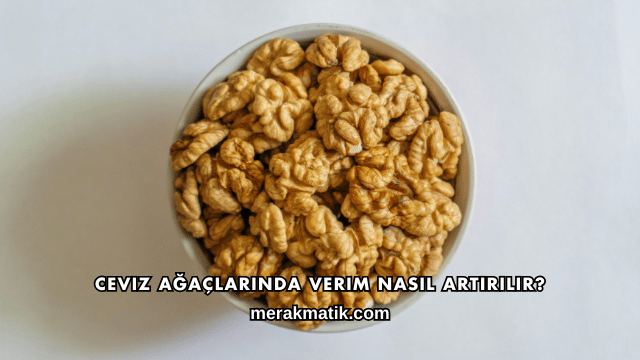 Ceviz Ağaçlarında Verim Nasıl Artırılır?
