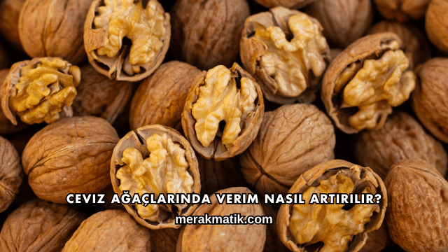 Ceviz Ağaçlarında Verim Nasıl Artırılır?