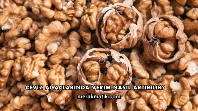 Ceviz Ağaçlarında Verim Nasıl Artırılır?