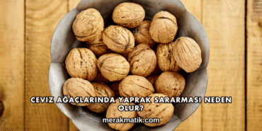 Ceviz Ağaçlarında Yaprak Sararması Neden Olur?