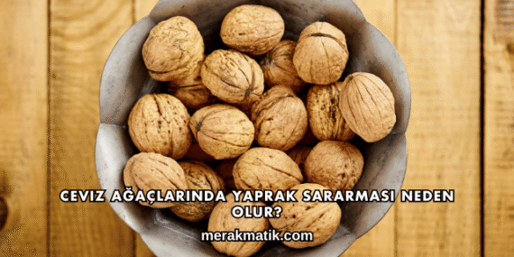 Ceviz Ağaçlarında Yaprak Sararması Neden Olur?