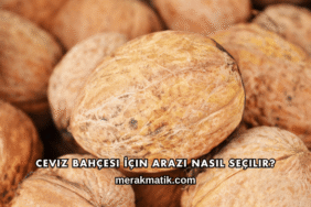 Ceviz Bahçesi İçin Arazi Nasıl Seçilir?