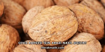 Ceviz Bahçesi İçin Arazi Nasıl Seçilir?