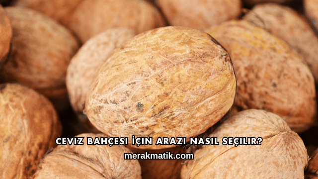 Ceviz Bahçesi İçin Arazi Nasıl Seçilir?