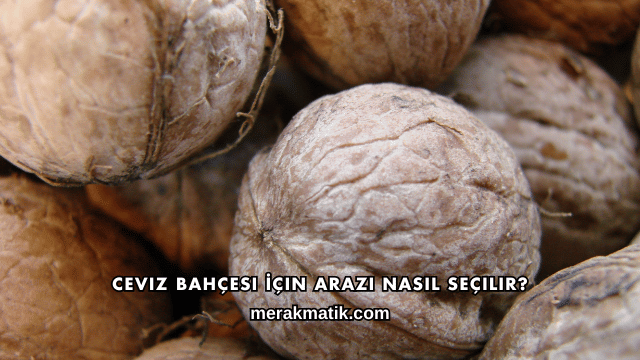 Ceviz Bahçesi İçin Arazi Nasıl Seçilir?