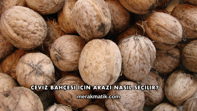 Ceviz Bahçesi İçin Arazi Nasıl Seçilir?