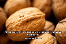 Ceviz Bahçesi Kurarken En Büyük Hatalar Nelerdir?