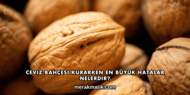Ceviz Bahçesi Kurarken En Büyük Hatalar Nelerdir?
