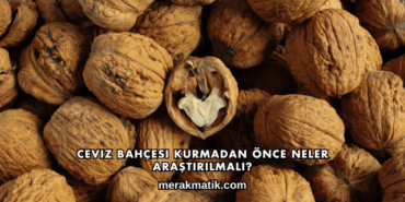 Ceviz Bahçesi Kurmadan Önce Neler Araştırılmalı?