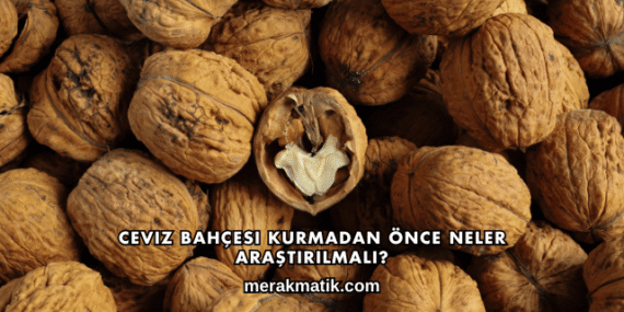Ceviz Bahçesi Kurmadan Önce Neler Araştırılmalı?