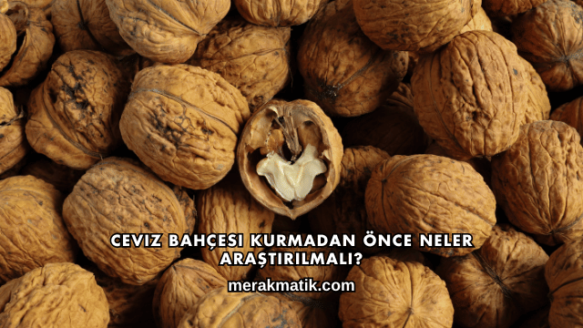 Ceviz Bahçesi Kurmadan Önce Neler Araştırılmalı?