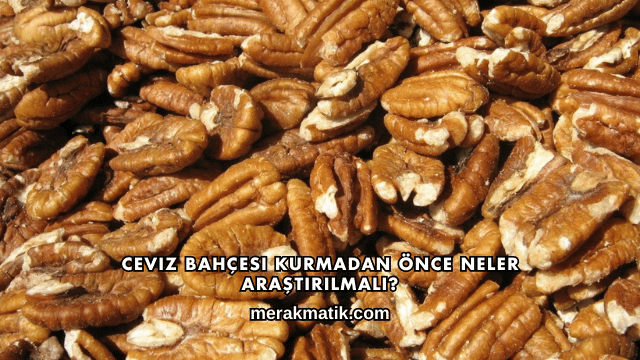 Ceviz Bahçesi Kurmadan Önce Neler Araştırılmalı?