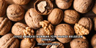 Ceviz Bahçesi Kurmak İçin Hangi Belgeler Gerekli?