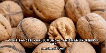 Ceviz Bahçesi Kurulumunda Danışmanlık Gerekli mi?