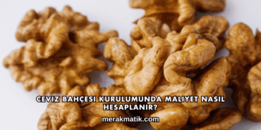 Ceviz Bahçesi Kurulumunda Maliyet Nasıl Hesaplanır?