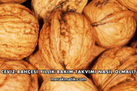 Ceviz Bahçesi Yıllık Bakım Takvimi Nasıl Olmalı?