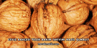 Ceviz Bahçesi Yıllık Bakım Takvimi Nasıl Olmalı?
