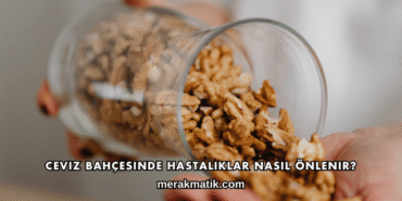 Ceviz Bahçesinde Hastalıklar Nasıl Önlenir?