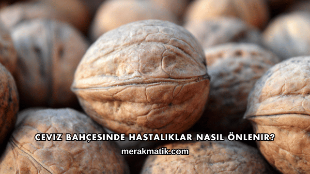 Ceviz Bahçesinde Hastalıklar Nasıl Önlenir?