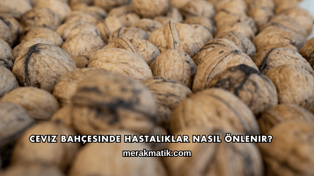 Ceviz Bahçesinde Hastalıklar Nasıl Önlenir?