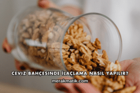 Ceviz Bahçesinde İlaçlama Nasıl Yapılır?