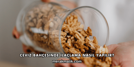 Ceviz Bahçesinde İlaçlama Nasıl Yapılır?
