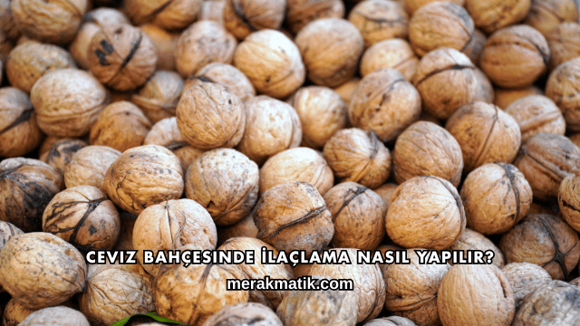 Ceviz Bahçesinde İlaçlama Nasıl Yapılır?