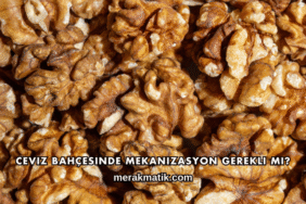 Ceviz Bahçesinde Mekanizasyon Gerekli mi?