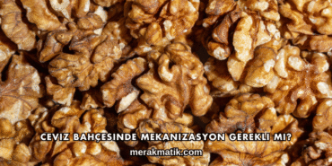 Ceviz Bahçesinde Mekanizasyon Gerekli mi?