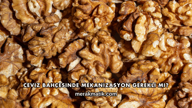 Ceviz Bahçesinde Mekanizasyon Gerekli mi?