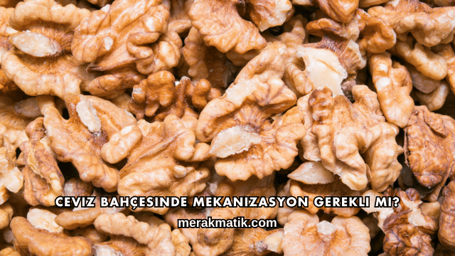 Ceviz Bahçesinde Mekanizasyon Gerekli mi?