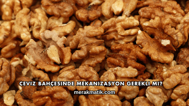 Ceviz Bahçesinde Mekanizasyon Gerekli mi?