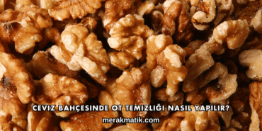 Ceviz Bahçesinde Ot Temizliği Nasıl Yapılır?