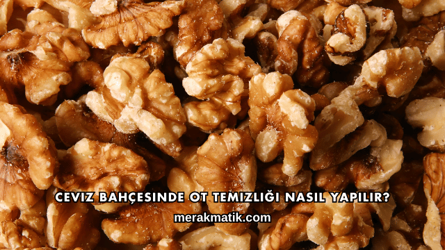 Ceviz Bahçesinde Ot Temizliği Nasıl Yapılır?