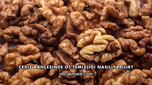 Ceviz Bahçesinde Ot Temizliği Nasıl Yapılır?