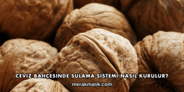 Ceviz Bahçesinde Sulama Sistemi Nasıl Kurulur?