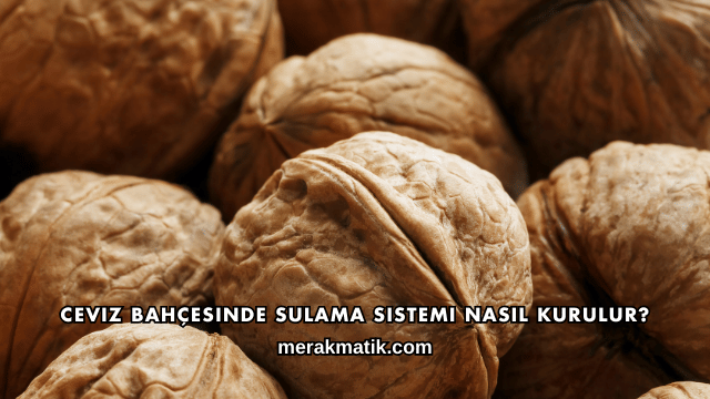Ceviz Bahçesinde Sulama Sistemi Nasıl Kurulur?