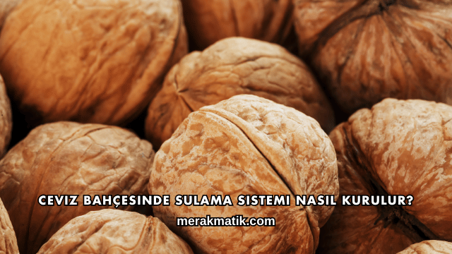 Ceviz Bahçesinde Gübreleme Nasıl Planlanır?