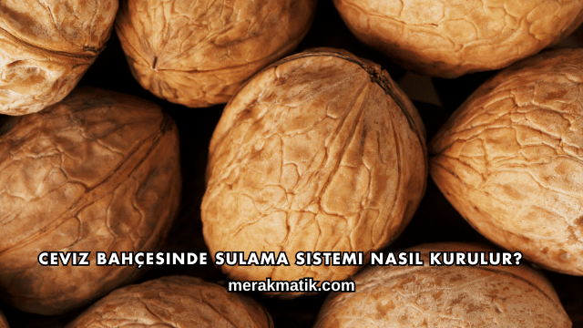 Ceviz Bahçesinde Gübreleme Nasıl Planlanır?