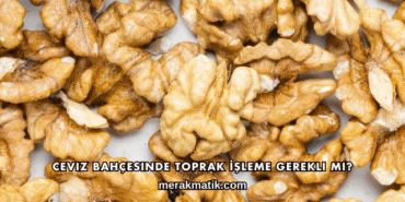 Ceviz Bahçesinde Toprak İşleme Gerekli mi?