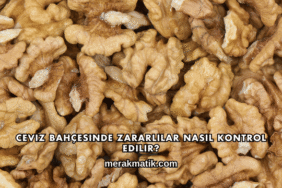 Ceviz Bahçesinde Zararlılar Nasıl Kontrol Edilir?