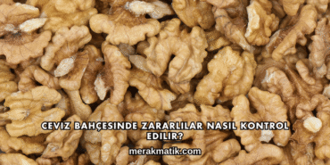 Ceviz Bahçesinde Zararlılar Nasıl Kontrol Edilir?