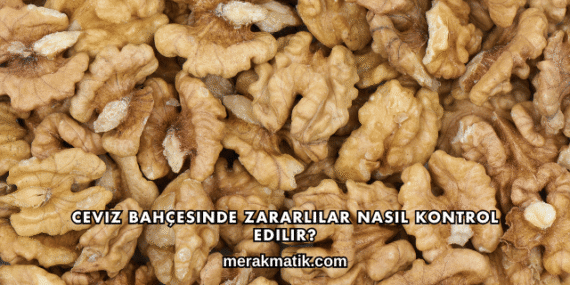 Ceviz Bahçesinde Zararlılar Nasıl Kontrol Edilir?
