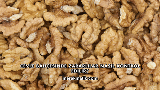 Ceviz Bahçesinde Zararlılar Nasıl Kontrol Edilir?