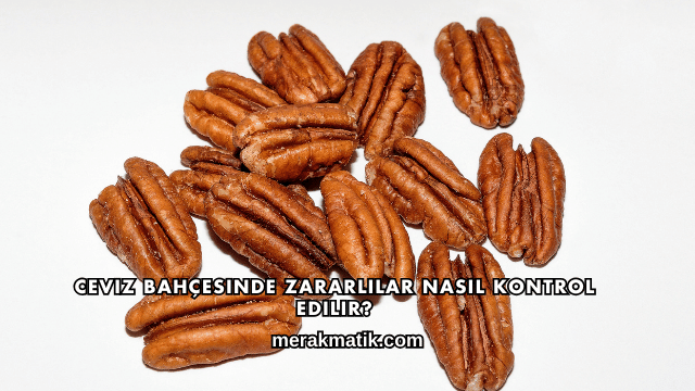 Ceviz Bahçesinde Zararlılar Nasıl Kontrol Edilir?